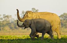Kaziranga National Park & Guwahati