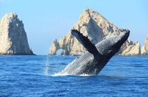 Whale Watching & Snorkeling Private Yacht Tour Cabo with Food & Drinks