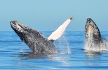 Whale Watching & Snorkeling Private Yacht Tour Cabo with Food & Drinks