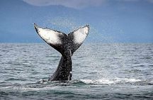 Whale Watching & Snorkeling Private Yacht Tour Cabo with Food & Drinks
