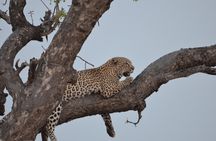Exhilarating 7 Day Kruger Safari Adventure - South to North