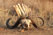 Kruger Park - Full day - Private safari vehicle