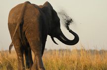 Kruger Park - Full day - Private safari vehicle