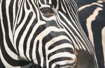 Kruger Park - Full day - Private safari vehicle