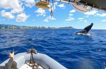 Private Whale Watching Adventure