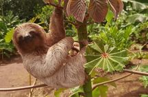 Private Tenorio Rainforest Hanging Bridges and Sloth Encounter