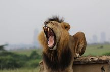 Nairobi national park and giraffe center