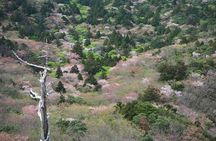 Yakushima 1 day SHIRATANI UNSUIKYO Walking with ENGLISH Speaking Guide