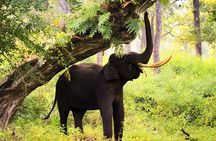 Bangalore to Nagarhole National Park: Wilderness Retreat