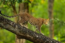 Bangalore to Nagarhole National Park: Wilderness Retreat