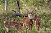 Safari in Tadoba National Park: Wilderness Roar from Nagpur