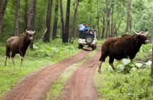 Safari in Tadoba National Park: Wilderness Roar from Nagpur