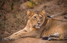 Temple & Lion Safari Tour from Rajkot in Gujarat