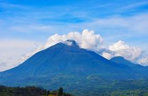 4 Days Gorilla tracking Tour in Uganda