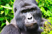4 Days Gorilla tracking Tour in Uganda