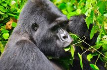 4 Days Gorilla tracking Tour in Uganda