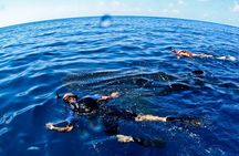 Whale Shark Swim Adventure SMALL GROUP from Cancun