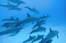Satayeh Reef Swim With Dolphin in and Snorkeling Sea Trip With Lunch -Marsa Alam