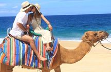 Camel Adventure with Lunch & Tasting