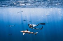 Private Marine Wildlife Adventure with Underwater Photography