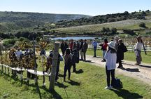 Uncover a Secluded Vineyard for Lunch 