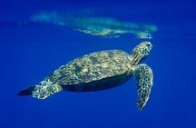 Snorkeling picnic in 5 hours with lunch in Tahiti