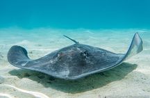 Snorkeling picnic in 5 hours with lunch in Tahiti