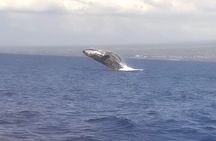 Whale Watching Aboard Winona Catamaran