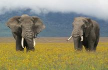 5 Days Tanzania Private Group Safari