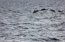 Boat Trip to See Marine Life in Puerto Escondido