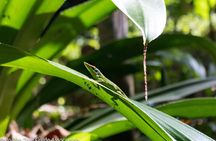 A Journey Through Carambola Gardens & Optional Beach Time or West End Shopping
