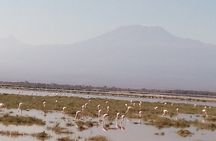 5 Days Safari to Amboseli N/P, Lake Naivasha, Maasai Mara N/R.