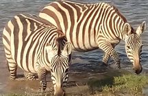 5 Days Safari to Amboseli N/P, Lake Naivasha, Maasai Mara N/R.