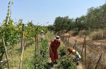 Winery Tour and Tasting in Corfu` with the Sommelier