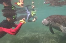 Swim With Manatees In Crystal River, Florida