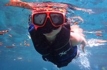 Swim With Manatees In Crystal River, Florida