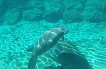 Swim With Manatees In Crystal River, Florida