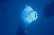 Private Reef Discovery Luxury Motu Lunch Cruise in Bora Bora