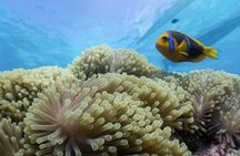 Private Reef Discovery Luxury Motu Lunch Cruise in Bora Bora