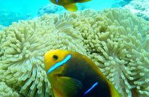 Reef Discovery Luxury Private Snorkeling Lagoon Tour