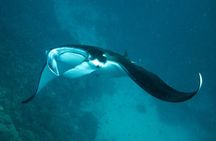 Reef Discovery Luxury Private Snorkeling Lagoon Tour
