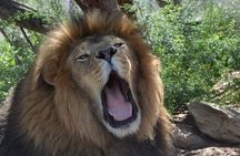 Wild Animal Nature Park Scenic Route 66 Crozier Canyon