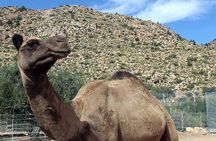 Wild Animal Nature Park Scenic Route 66 Crozier Canyon