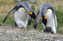 Navigation to the Penguins island - USHUAIA - Beagle Channel