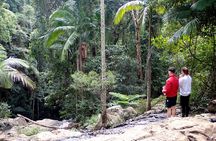 Maiala Rainforest Tour