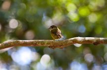 Maiala Rainforest Tour