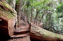 Maiala Rainforest Tour