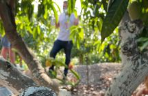 Tropical Tour: Avocado & Mango Farm - Small group and tasting