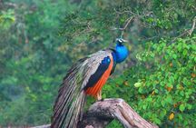 Wilpattu National Park Private Jeep Safari From Colombo & Negombo