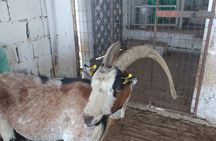 Naxos Farm Experience and cheese making 